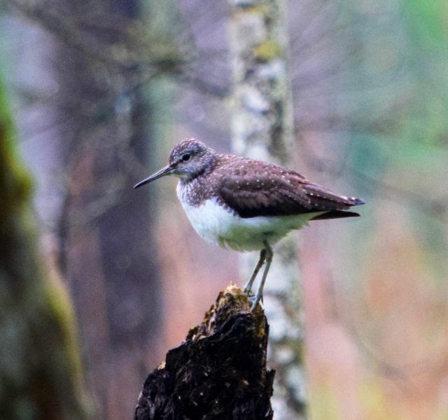 <span>Pakiet</span> 2-Dniowy